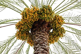 Fresh dates to be distributed across Dubai during harvest season