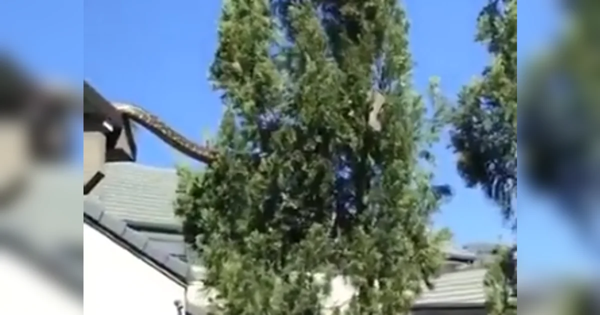 Python Falling From Roof Watch: 16-foot python slithers from roof to tree in skin-crawling video ...