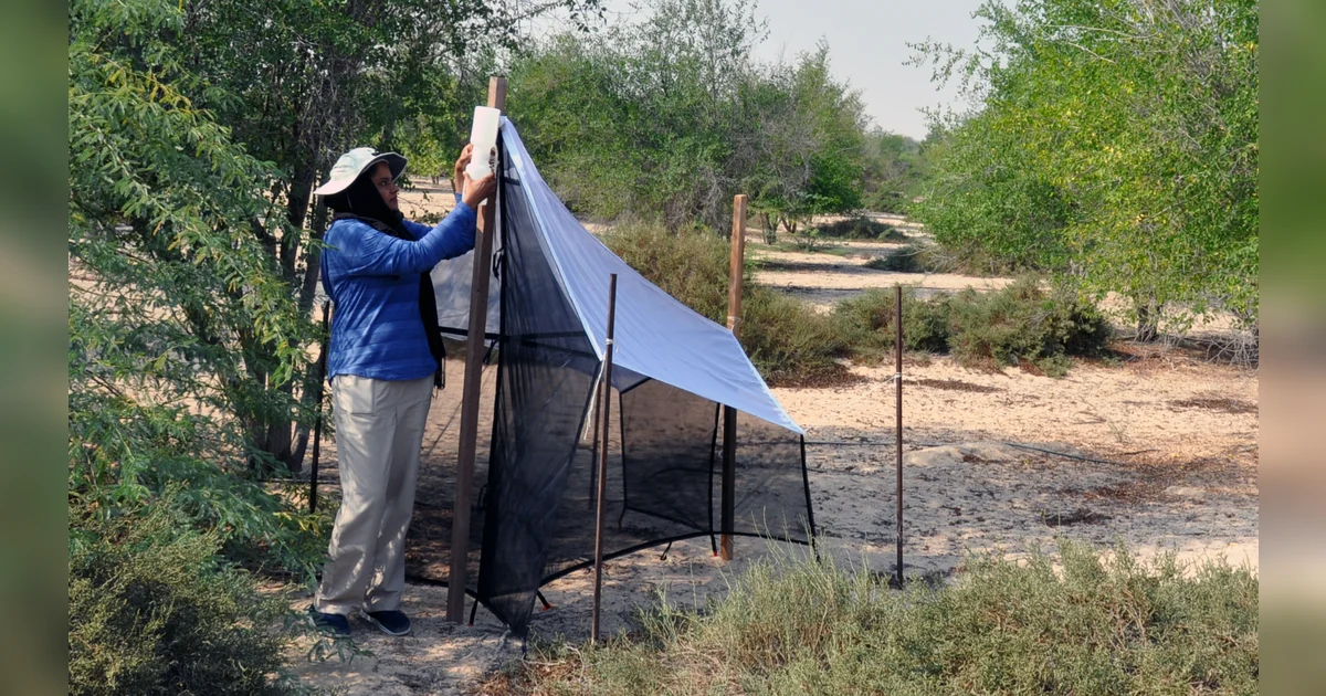 UAE: Meet the Indian scientist who discovered 11 species of insects ...