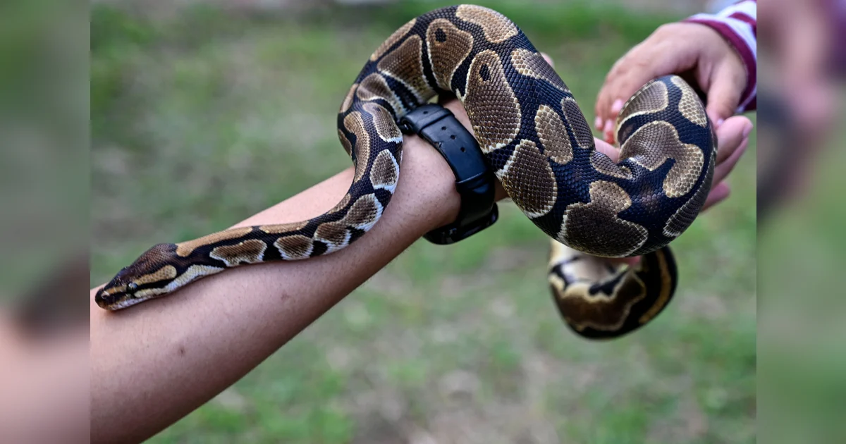 Australia: 5-year-old survives after being bitten, pulled into pool ...