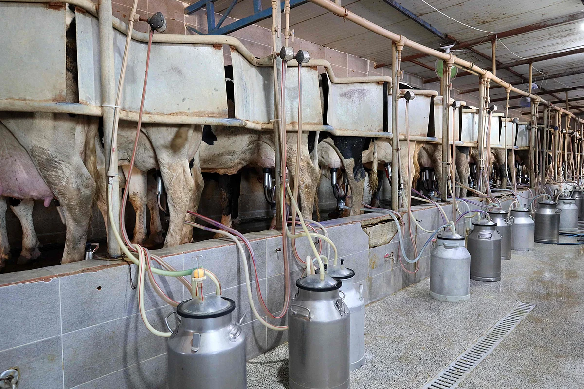 Cattle disease wreaks havoc in Libya | Khaleej Times