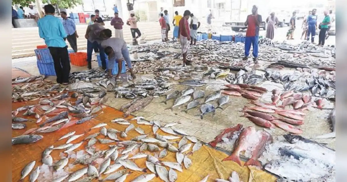 Fish Market Rajh UAE Ramadan: Opening hours for livestock, fish markets announced in RAK ...