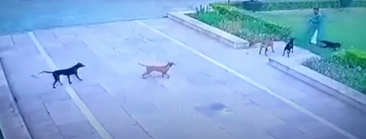 India: Man mauled to death by stray dogs on AMU campus | Khaleej Times