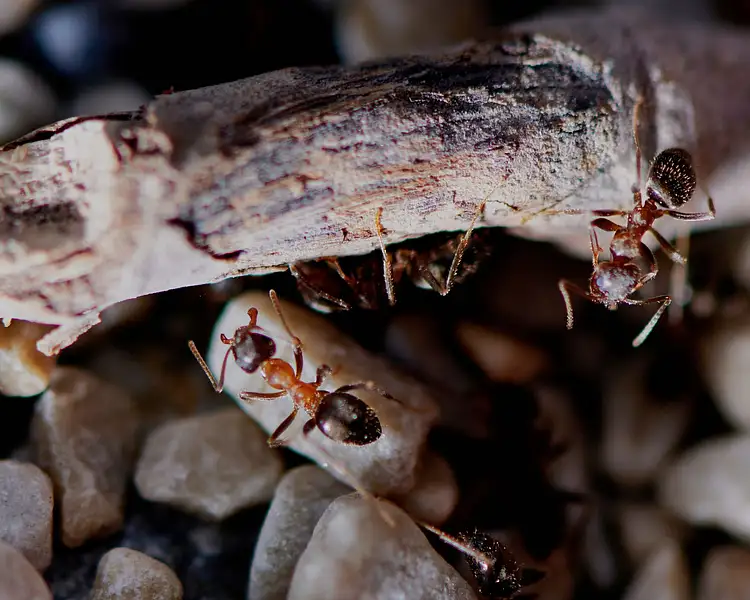 World Ant Who runs the world? Ants | Khaleej Times
