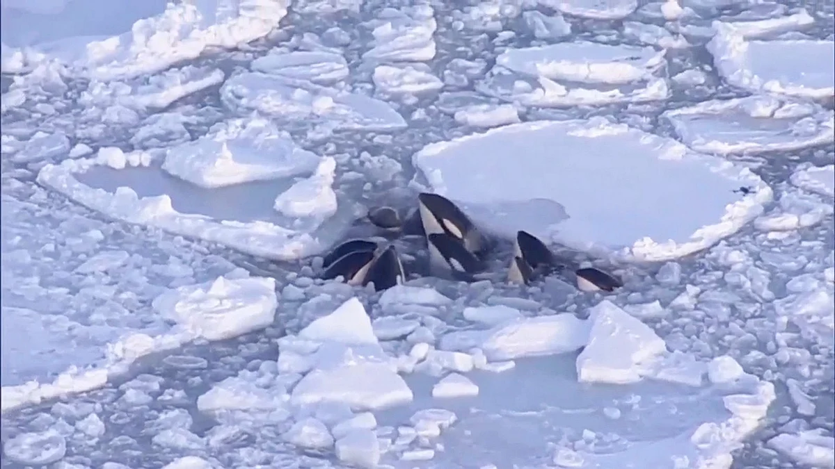 A pod of killer whales trapped in drift ice off northern Japan has ...