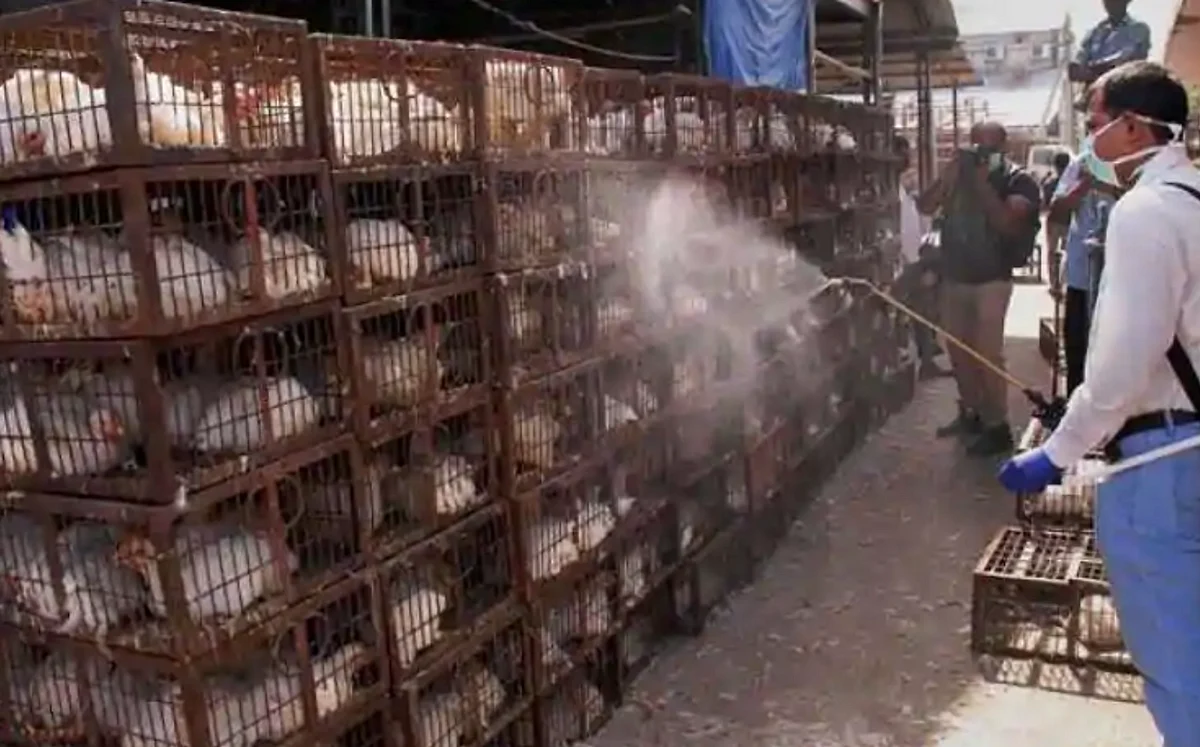 High alert in Kerala after Bird flu cases detected | Khaleej Times