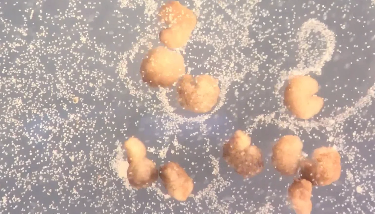 World S First Living Robots Can Now Reproduce Say Scientists Khaleej