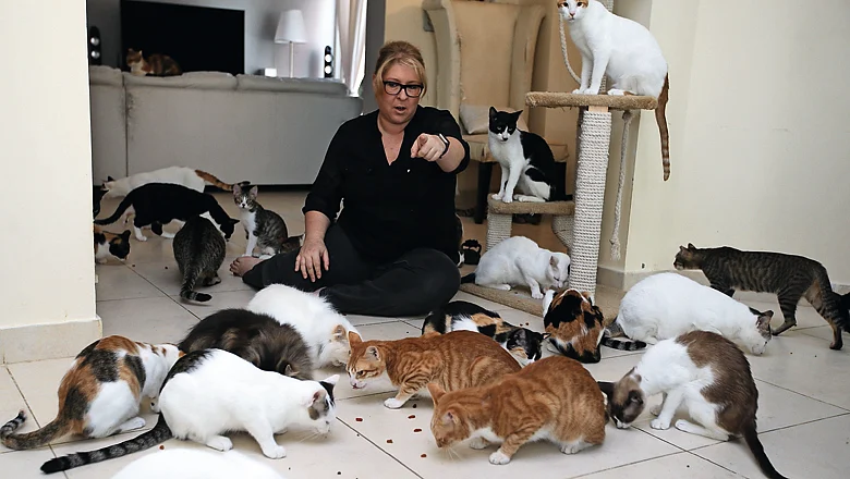 Meet the British woman who lives with 70 rescued cats in UAE | Khaleej ...