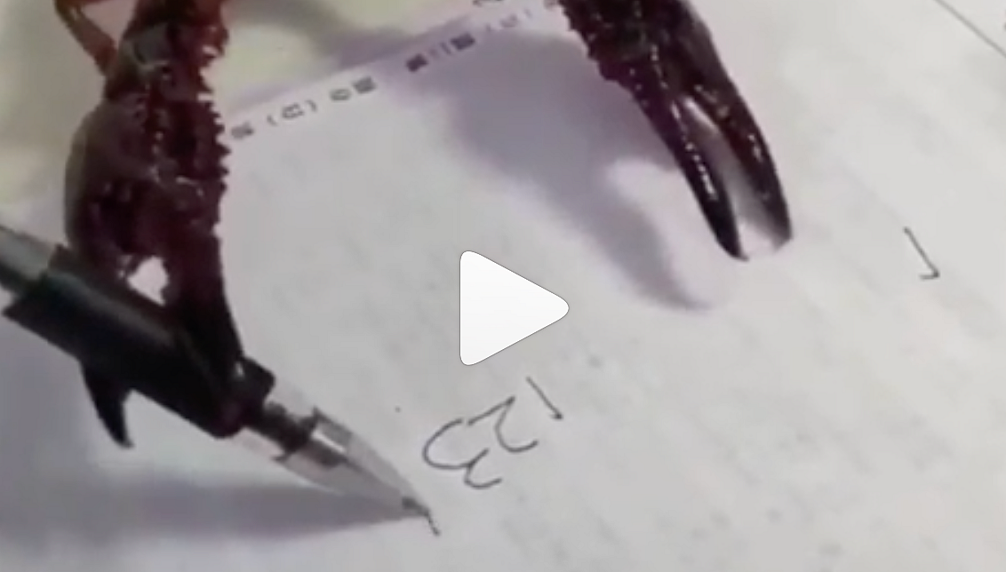 Lobster 'writes numbers' in viral video | Khaleej Times