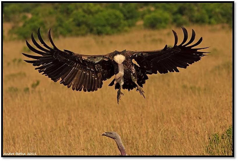 Vultures protection in focus at Sharjah forum | Khaleej Times