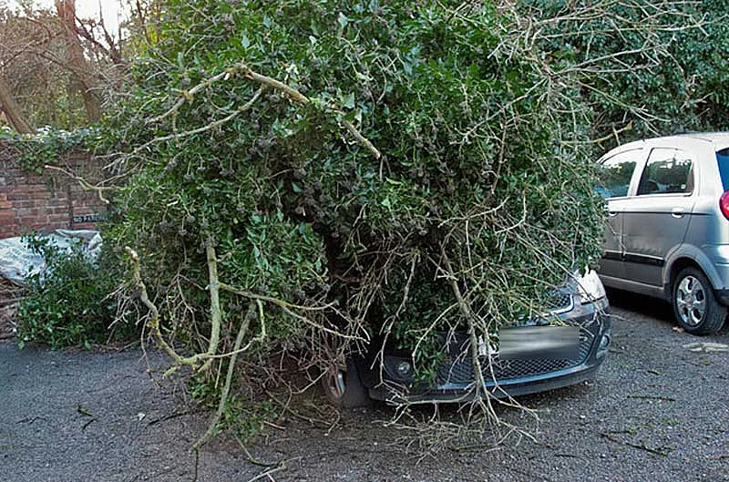 Girl killed after tree topples on car during storm | Khaleej Times