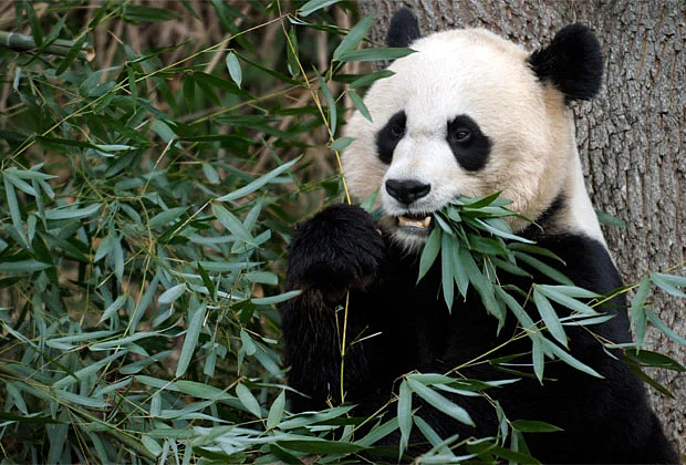 Week-old giant panda cub born at National Zoo dies | Khaleej Times
