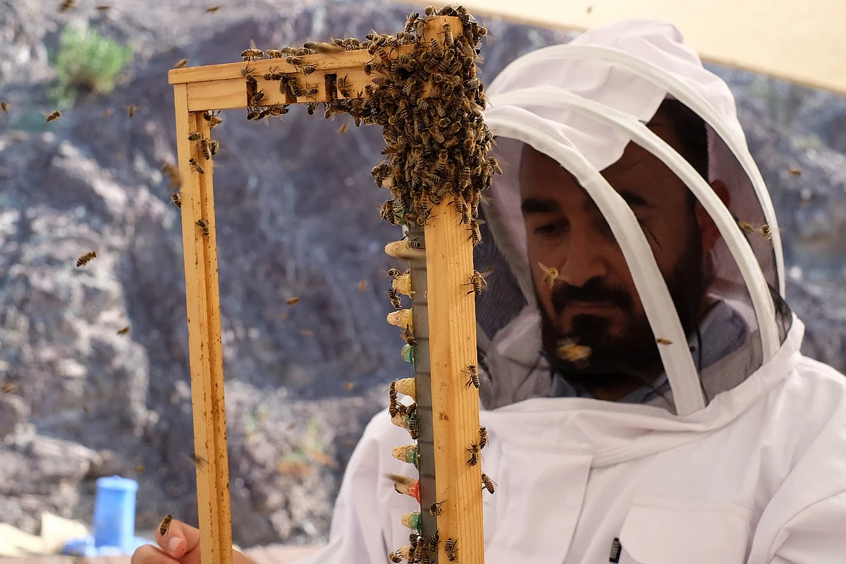 Hatta home to first queen bee rearing station in Middle East | Khaleej ...