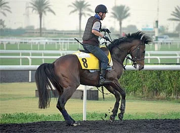 Japanese horses will be the ones to beat