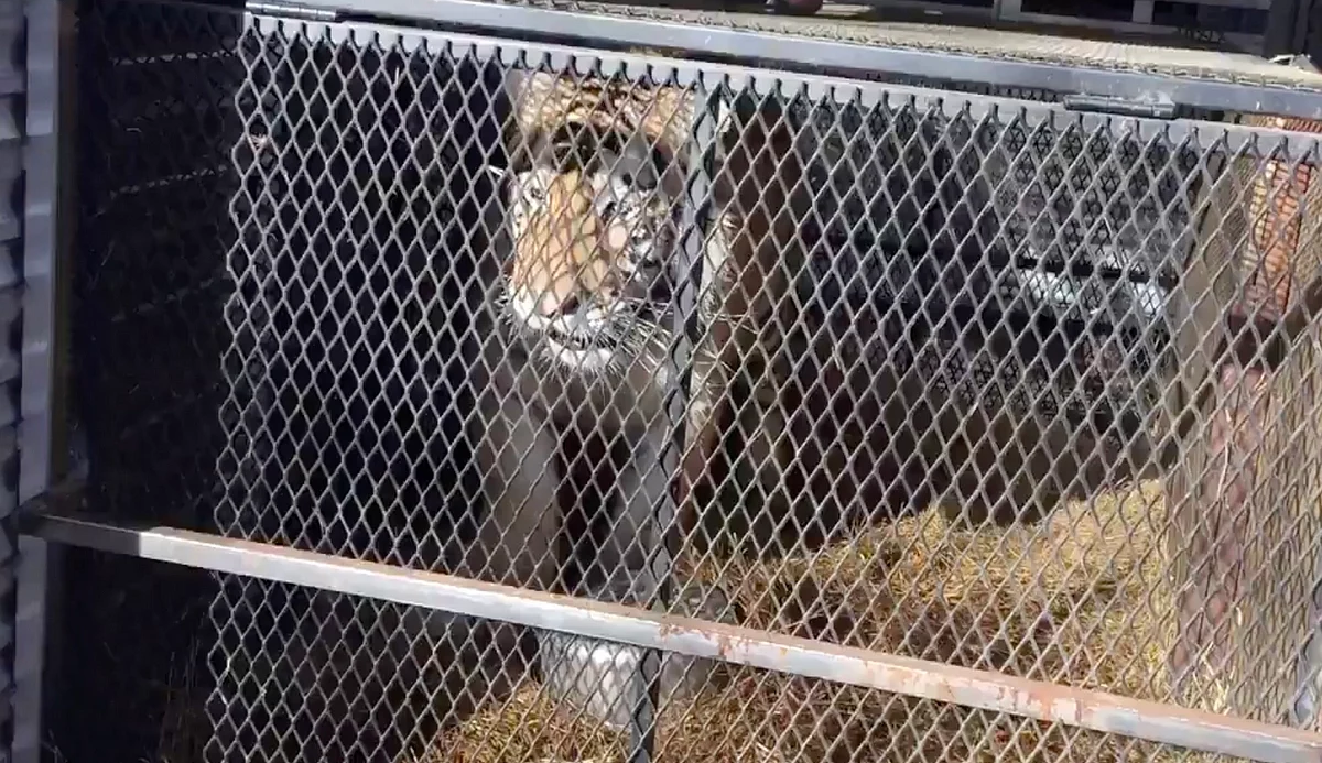Video: Man breaks into house, finds 450kg tiger inside | Khaleej Times