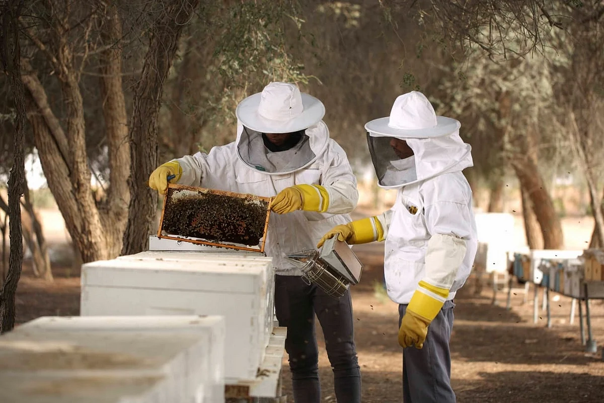World Bee Day: UAE raises queen bees that can give you some of the best ...