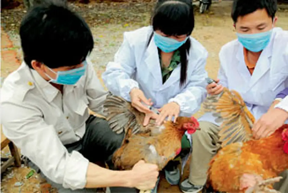 Bird flu cases rise in Nepal, only zoo shut; Over 596,000 chickens culled