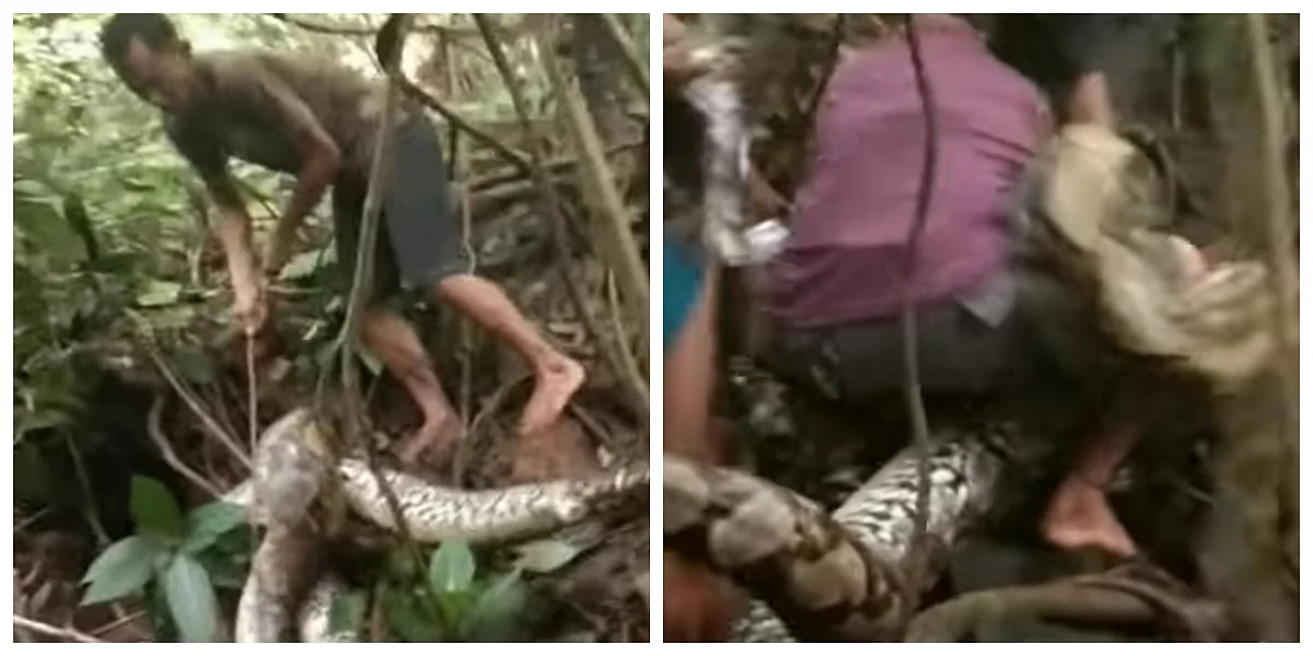 Video of Indonesian man dangerously wrestling with giant python goes ...