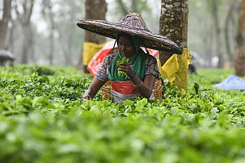 What's at stake for Indian agriculture in Trump's trade deal?