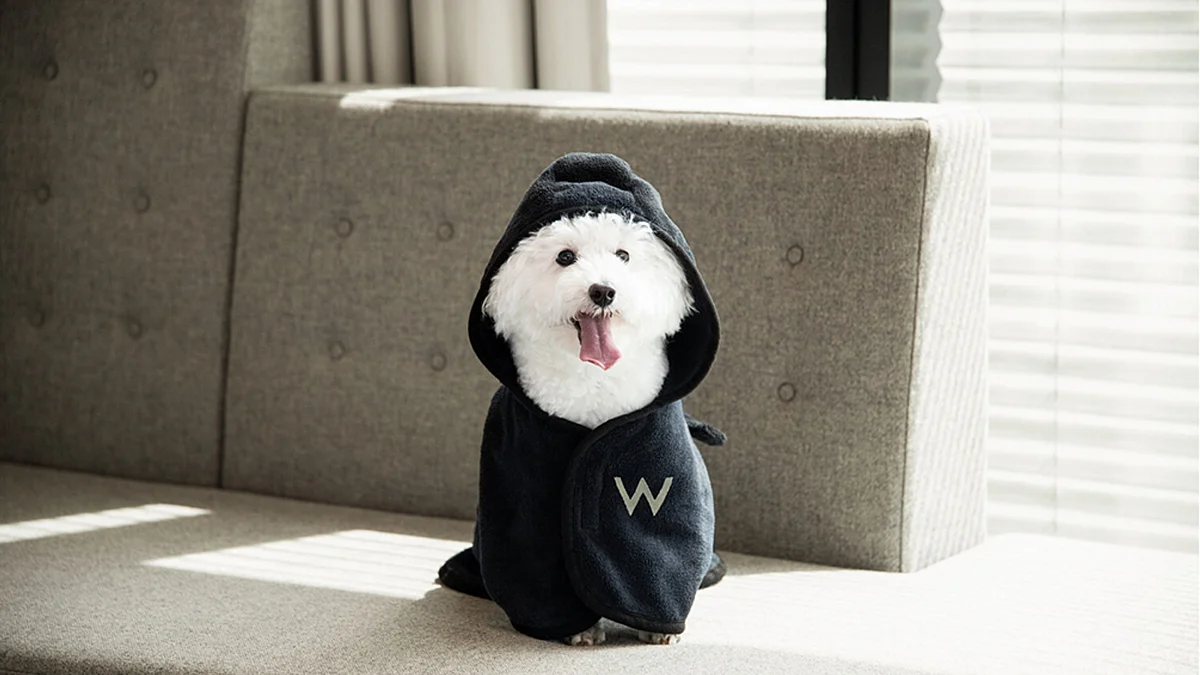 Festive Tails: Unleash the holiday spirit with your furry friends at W ...