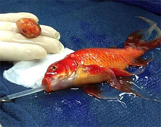 George the goldfish has ‘high risk’ brain surgery | Khaleej Times
