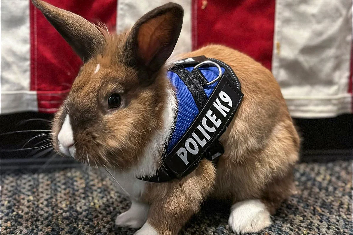 US: Officer Cottontail? Bunny joins police force. Fur real | Khaleej Times