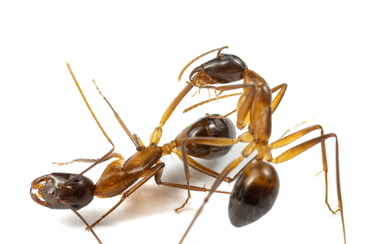 Ants perform limb amputations on injured comrades to save their lives ...