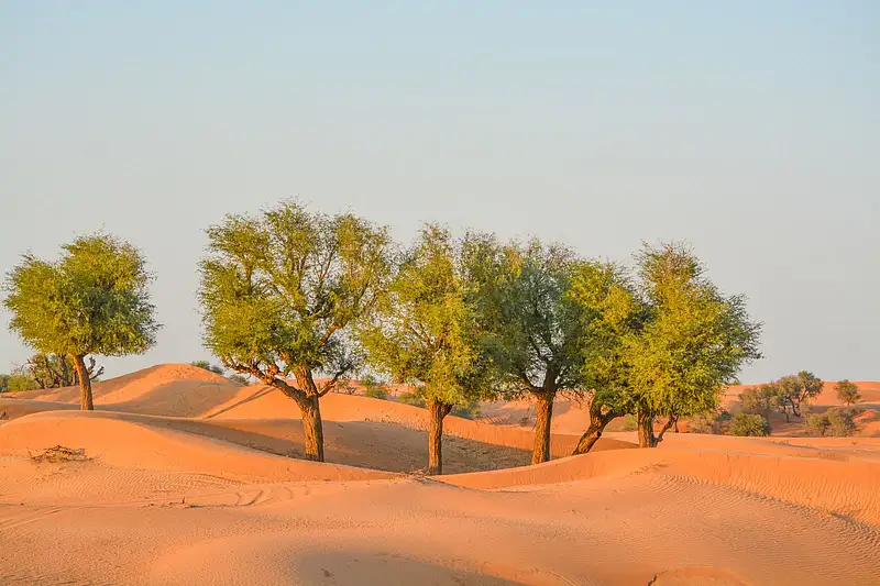 Caf Tree Tech for good: CAFU accelerates 1m Ghaf Tree Project | Khaleej Times