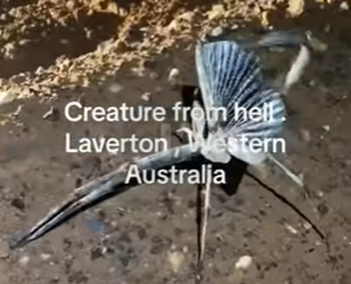 'Creature from hell': Viral video of insect terrifies netizens
