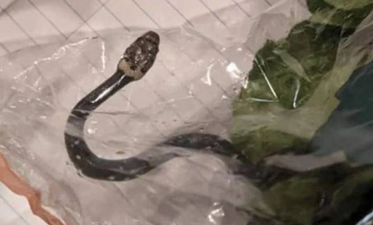 Australia: Man buys lettuce at Sydney supermarket, finds snake in it ...