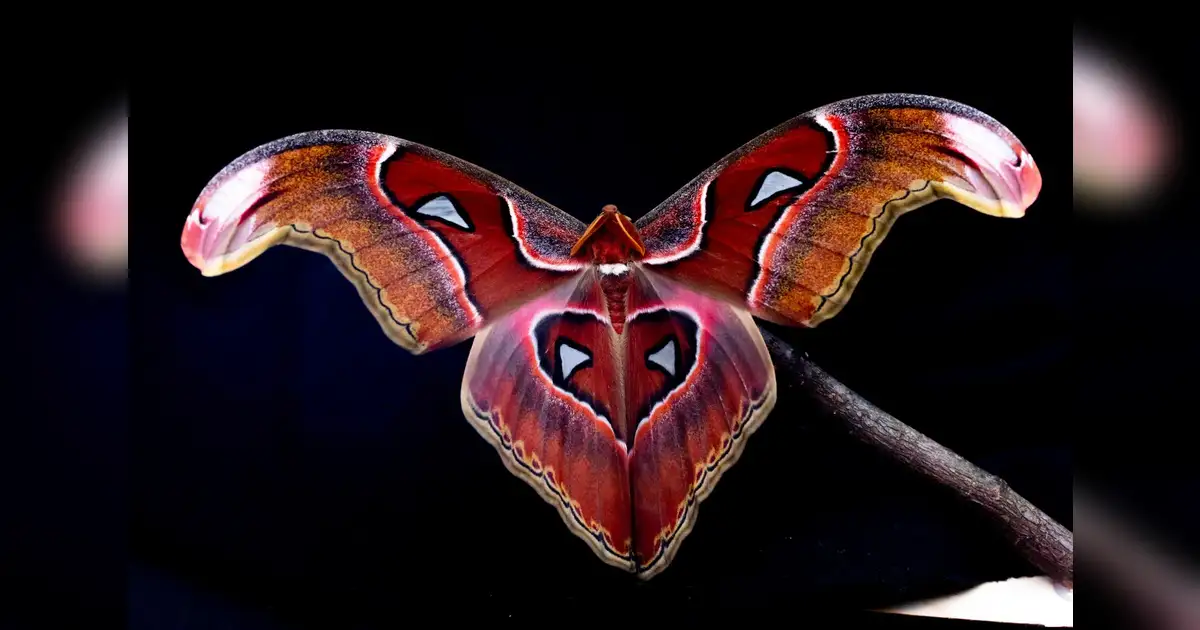 Insect Flutter Is it fatal attraction or confusion? Scientists offer new ideas of why ...