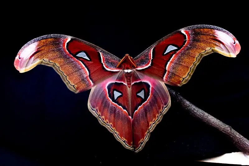 Insect Flutter Is it fatal attraction or confusion? Scientists offer new ideas of why ...