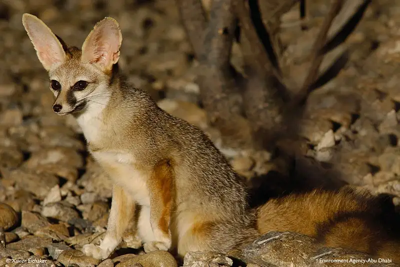 Qatari Fox UAE: Rare Blanford’s Fox spotted in Wadi Wurayah National Park ...