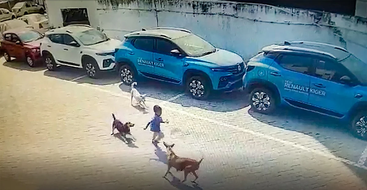 India: Child mauled to death by stray dogs in Hyderabad horror ...