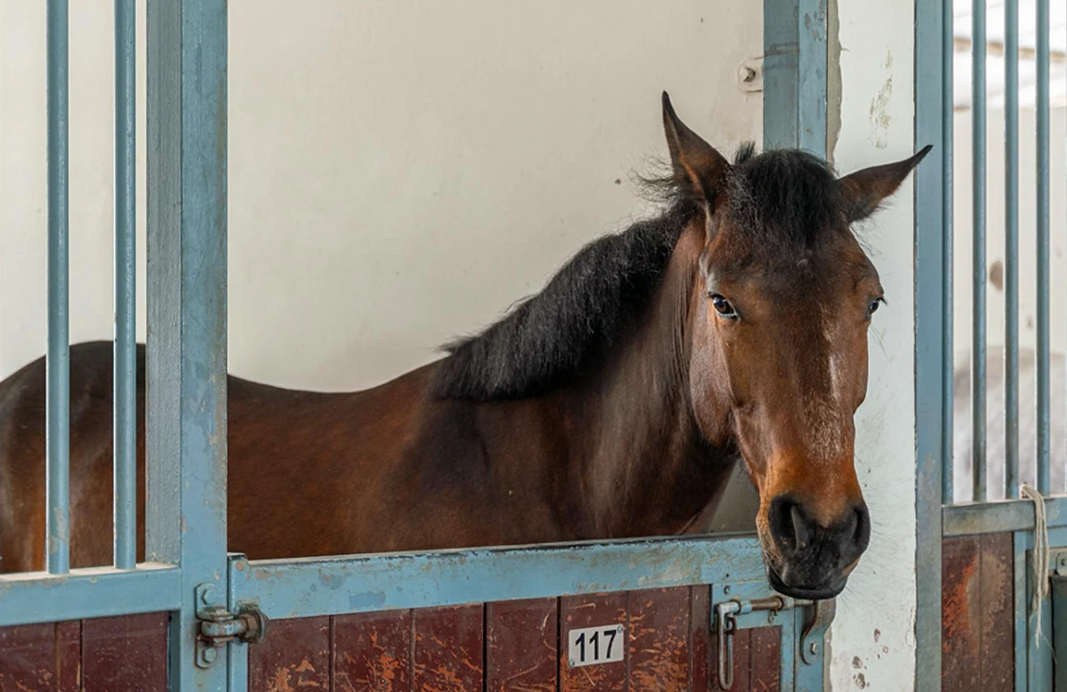 Discover the world of equestrian excellence with ADEC at ADIHEX 2024 ...